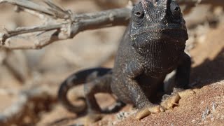 Epic Desert Animals Namaqua Chameleon In His Natural Habitat Namibia 🇳🇦camaleón namaqua [upl. by Valente387]