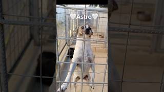 Astro Needs A Home  Beautiful Little Male Dog shorts adopt share help rescuedog dog [upl. by Wettam216]