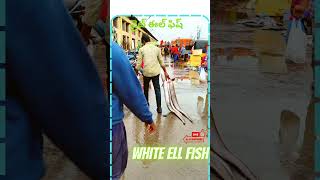 White ELL Fish  వైట్ ఈల్ ఫిష్  seafoods kakinada fishing harbour [upl. by Schuh]