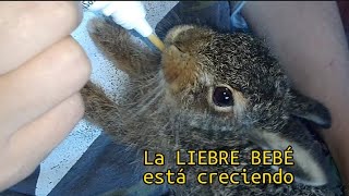 Nutriendo a mi Liebre Bebé Cuidados Alimentación y Vínculo Especial Mascotas Conejos Amor Animal [upl. by Nirehtac465]