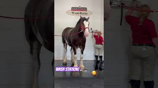 Clydesdale in the wash room Getting 🤩 farm horsefarm subscribe [upl. by Koeninger]