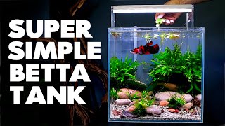 Aquascape Tutorial Betta Cube Aquarium How To Step By Step Planted Tank Guide [upl. by Stacy283]