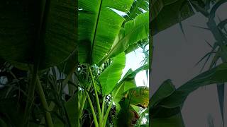 banana plant video [upl. by Florina246]