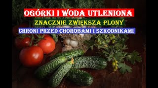 OGÓRKI I WODA UTLENIONA  ZWIĘKSZA PLONY CHRONI PRZED CHOROBAMI I SZKODNIKAMI [upl. by Castara]