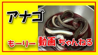 穴子のさばき方 How to prepre conger eel [upl. by Riggs]