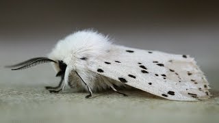 Slow Motion Moth  White Ermine Moth [upl. by Arlette]