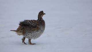 Sharp Tailed Grouse [upl. by Bernard]