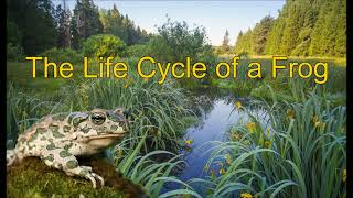 The Life Cycle of a Frog  Frog Life Cycle [upl. by Culberson]