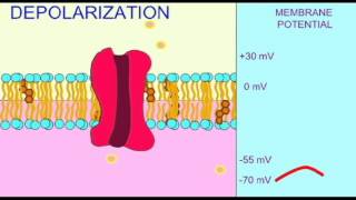 AP1 NEURON DEPOLARIZATION [upl. by Eerihs295]