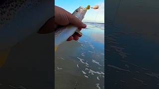 Thats A Fish On Noodle Rod surffishing beach fishing beginner outdoors trout weakfish [upl. by Orion]