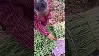 Green onion leaf cutting process [upl. by Eiahpets]