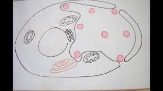 Life Cycle of Chlamydia Trachomatis [upl. by Geraud574]