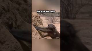 Farmers Outsmart Baboons for Water [upl. by Ytnom]