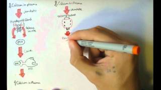 Bone Homeostasis Calcium and Phosphate Hormones [upl. by Boehmer363]