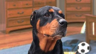 Funny Rottweiler Compilation NEW [upl. by Anatnas]