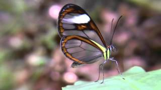 Clearwing butterfly Venezuela [upl. by Krasnoff]