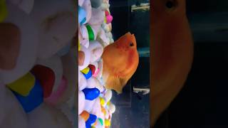 Parrot fish laying eggs  Parrot fish  bhojpuri aquariumfish aquariumlife parrotfish [upl. by Kra]