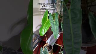 philodendron billietiae plant plants plant plantshorts nature houseplants indoorplants [upl. by Alyad]