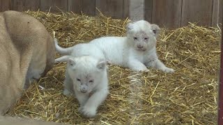 Naissances de 4 bébés lions blancs au Zoo dAmnéville [upl. by Jennie]