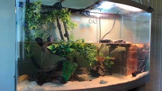 40 Gallon BowFront Turtle Tank Setup [upl. by Markos]