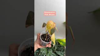 New Philodendron Plants  variegated indoorplants plantlover philodendron plantcollection [upl. by Broderic]