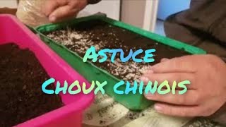 5 choux chinois du potager de jėjė [upl. by Nerhtak]