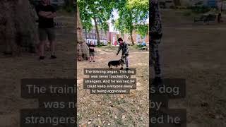 Aggressive Dog Tamed By The Dog Daddy In London England [upl. by Lassiter]