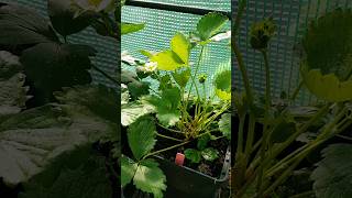 Growing Climbing Strawberry plant from Seed [upl. by Odelle946]