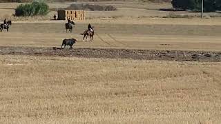 💥💥LE RECIBE DE SALIDA CON UN RECORTE EN EL CAMPERO DE LORANCA DE TAJUÑA💪🏼 [upl. by Juline]