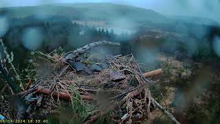 Llyn Clywedog 1 Osprey Nestā€ļø¸060424 [upl. by Sivar996]