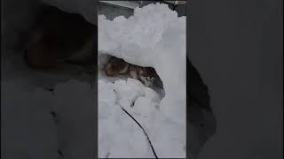 Talkative Husky refuses to come out of her new snow cave [upl. by Arodoet]