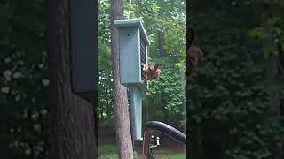 Carolina Wren amp RedBellied Woodpecker at the Suet Feeder  Backyard Birdwatching [upl. by Yztim]