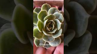 Echeveria Onslow  Plantando suculentas 🌱 [upl. by Body]