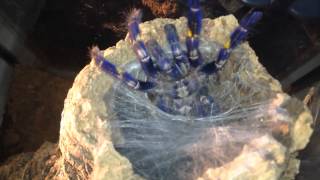 Gooty Sapphire Ornamental Poecilotheria Metallica feeding [upl. by Tacye]