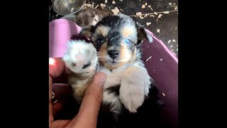 Mini and Toy Aussiedoodle puppies [upl. by Gaskins]