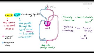 82 Closed Double Circulatory System in Mammals Cambridge AS amp A Level Biology 9700 [upl. by Asile]