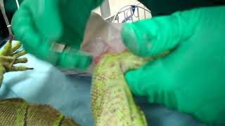 Intraosseous Catheter Placement in an Iguana  Merck Veterinary Manual [upl. by Rimisac]