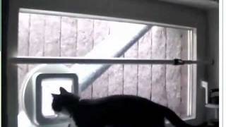 Two Happy Cats using their SureFlap Microchip Cat Flap [upl. by Kenimod337]