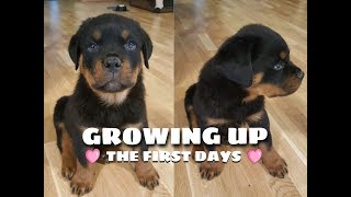 New Rottweiler Puppy What Happens When an 8 Week Old Comes Home 1080p [upl. by Lancelle]