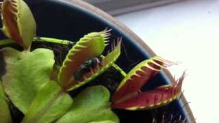 Venus fly trap in action [upl. by Nahn787]