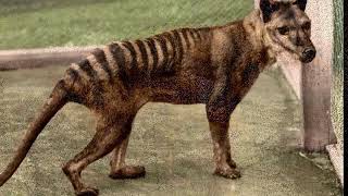 The Tasmanian Tiger Recent Research Findings [upl. by Anilys]