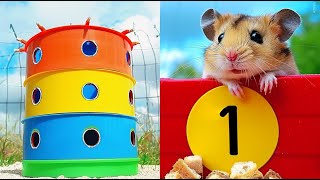 Hamster Era 🐹 Hamster race overcome obstacles maze rainbow tower hamsters hamsterpet [upl. by Eahsal]