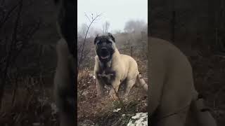 Most Aggressive Real Giant TURKISH KANGAL DOG 🔥🔥 kangal shorts [upl. by Valaria]