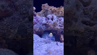 Yellowhead Jawfish Builds a Home at The Florida Aquarium [upl. by Nallak370]