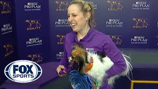 Gabby captures the 8quot division title at the 2019 WKC Masters Agility  FOX SPORTS [upl. by Margherita]