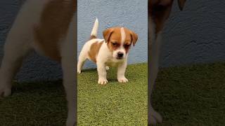 Jack Russell Terrier cachorrinho do filme O máscara peruibejacks jackrussel jackrussell jack [upl. by Tap915]