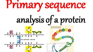 protein sequence analysis [upl. by Lori]