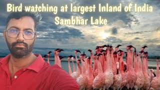 Bird watching at largest Inland of India  Sambhar Lake [upl. by Ilise849]