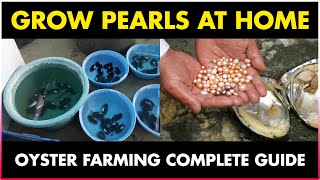 How to grow Pearls at Home  Oyster Farming at Home [upl. by Retsel]