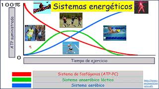 Sistema Anaeróbico Aláctico ATPPC [upl. by Nutsud]